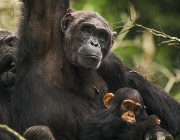 6 Days Primates Adventure Tour of Uganda